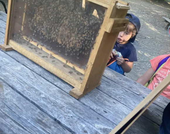 Apiculture - Colo Touchatou - Colonies de vacances - Centre Le Bien Veillant dans les Alpes (38)