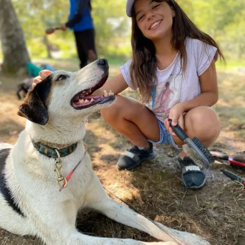 Randonnée avec des chiens - Centre de colonies de vacances Le Bien Veillant à l'Alpe du Grand Serre en Isère (38)