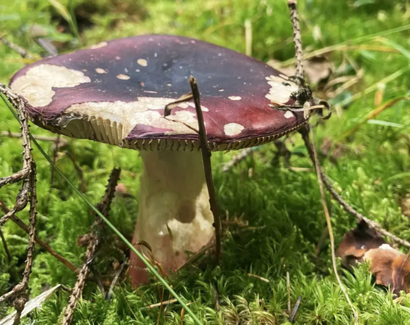 Champignon russule - Centre de colonies de vacances Le Bien Veillant à l'Alpe du Grand Serre en Isère (38)