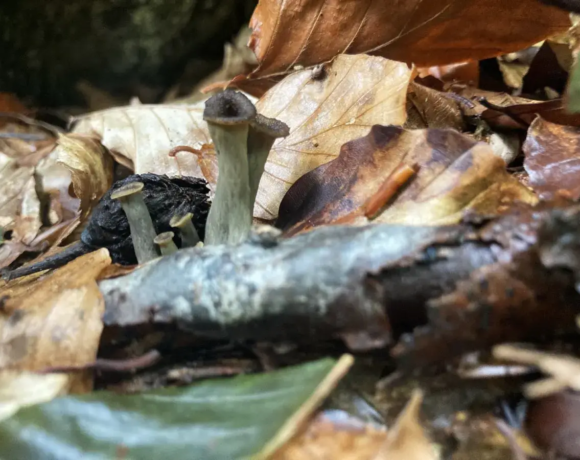 Champignon trompette - Centre de colonies de vacances Le Bien Veillant à l'Alpe du Grand Serre en Isère (38)