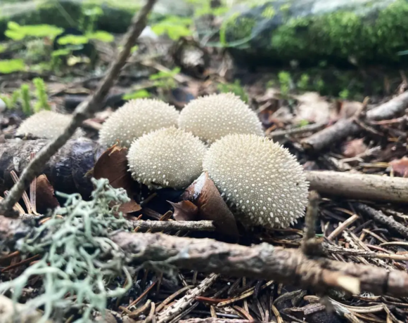 Champignon vesse de loup perlée - Centre de colonies de vacances Le Bien Veillant à l'Alpe du Grand Serre en Isère (38)