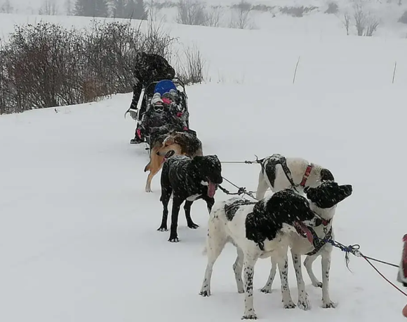 Balade en chiens de traîneaux - Centre de colonies de vacances Le Bien Veillant à l'Alpe du Grand Serre en Isère (38)