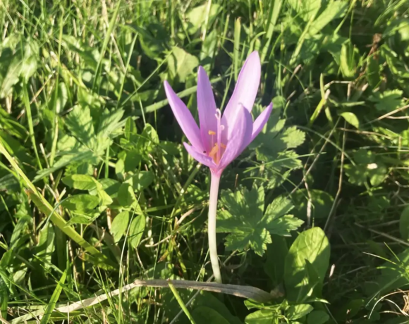 Un crocus en fleur - Centre de colonies de vacances Le Bien Veillant à l'Alpe du Grand Serre en Isère (38)