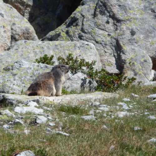 Une marmotte en montagne - Centre de colonies de vacances Le Bien Veillant à l'Alpe du Grand Serre en Isère (38)