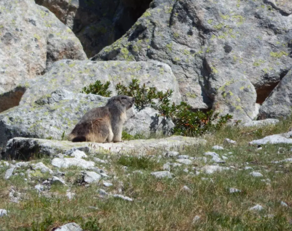 Une marmotte en montagne - Centre de colonies de vacances Le Bien Veillant à l'Alpe du Grand Serre en Isère (38)