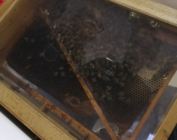Apiculture Centre de classes découvertes Le Bien Veillant à l'Alpe du Grand Serre en Isère (38)