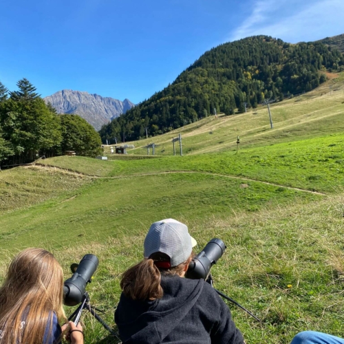 Marmotte Centre de classes découvertes Le Bien Veillant à l'Alpe du Grand Serre en Isère (38)